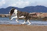 AMSTAFF ADULT 278
